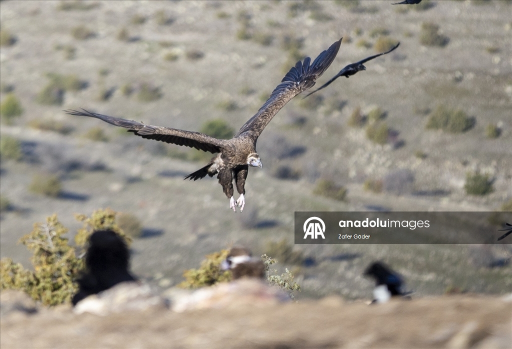 Akbabaların izi Bolu'daki istasyonda sürülüyor