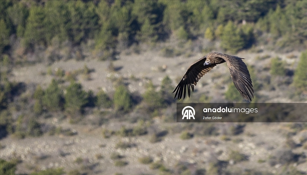 Akbabaların izi Bolu'daki istasyonda sürülüyor