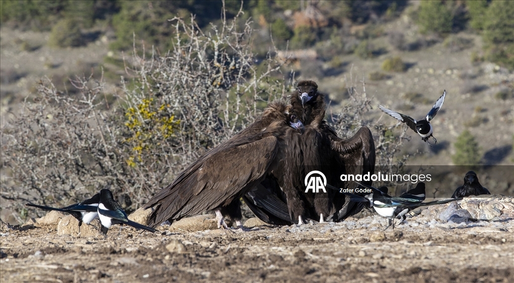 Akbabaların izi Bolu'daki istasyonda sürülüyor