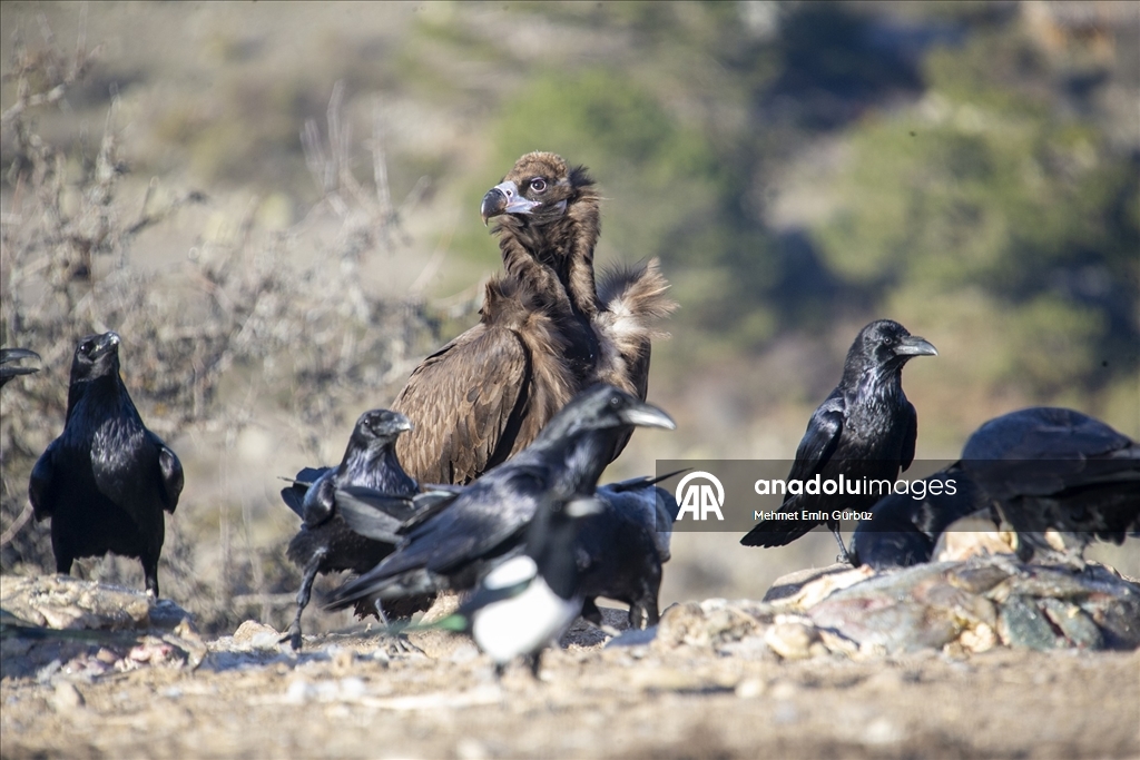 Akbabaların izi Bolu'daki istasyonda sürülüyor