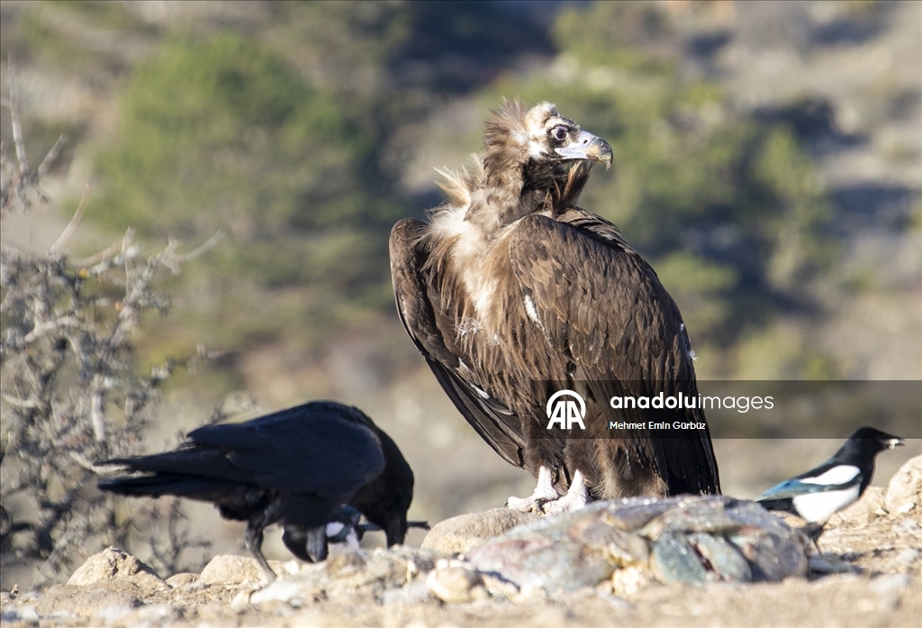 Akbabaların izi Bolu'daki istasyonda sürülüyor