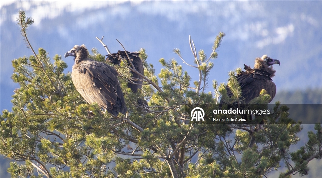 Akbabaların izi Bolu'daki istasyonda sürülüyor