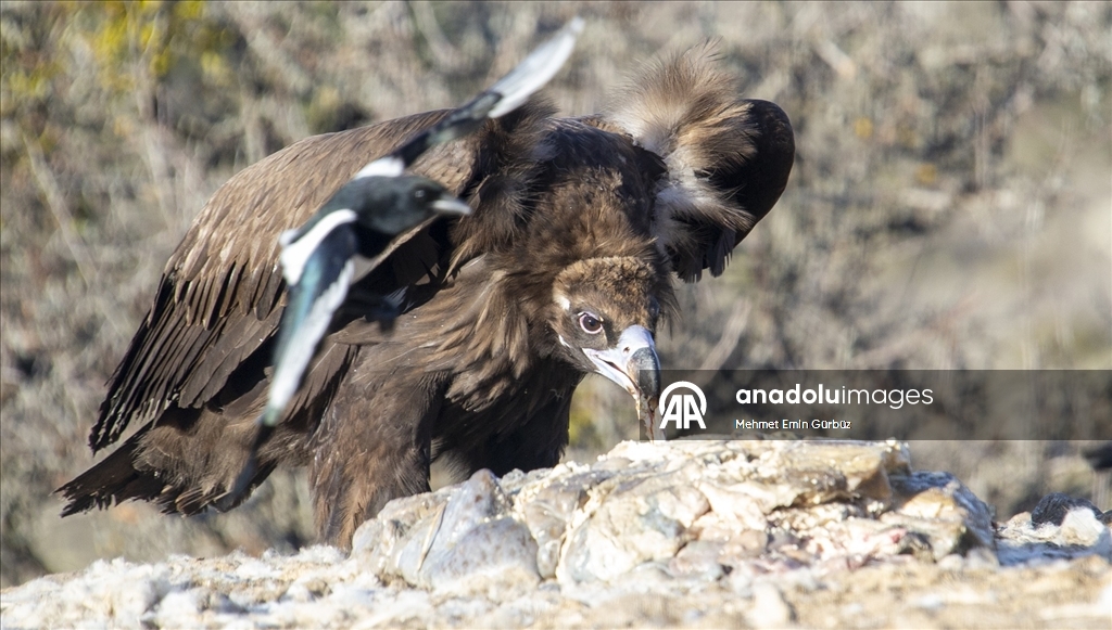 Akbabaların izi Bolu'daki istasyonda sürülüyor