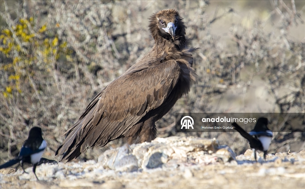 Akbabaların izi Bolu'daki istasyonda sürülüyor