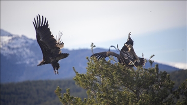 Akbabaların izi Bolu'daki istasyonda sürülüyor