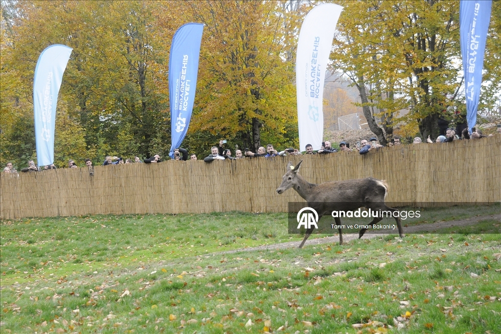 من الإكثار إلى الطبيعة.. مركز تركي يحمي الأيائل الحمراء