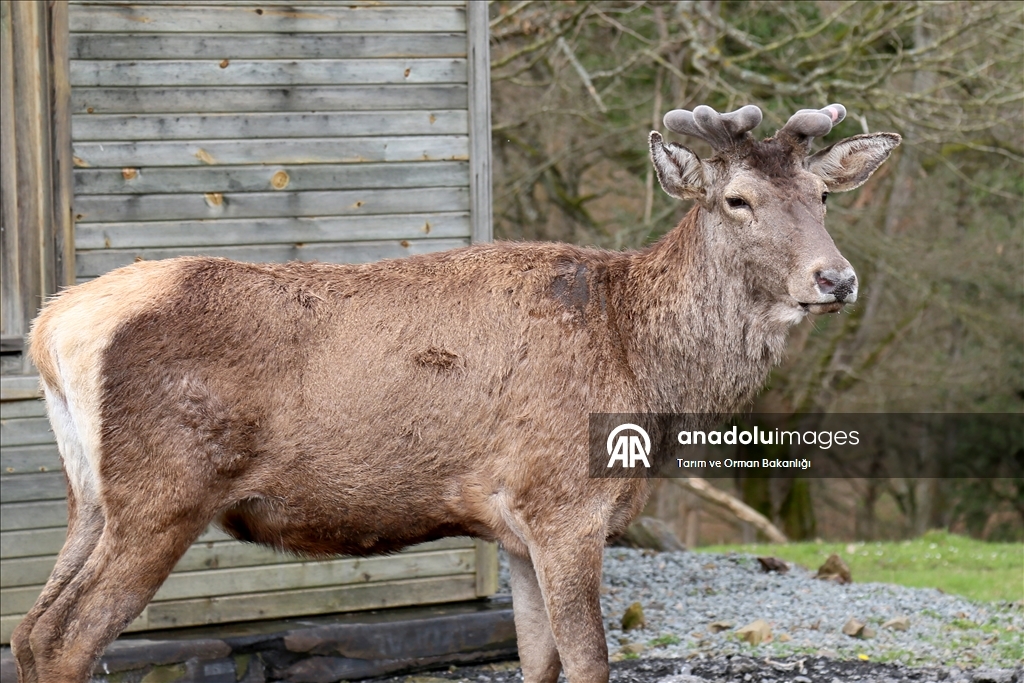 من الإكثار إلى الطبيعة.. مركز تركي يحمي الأيائل الحمراء