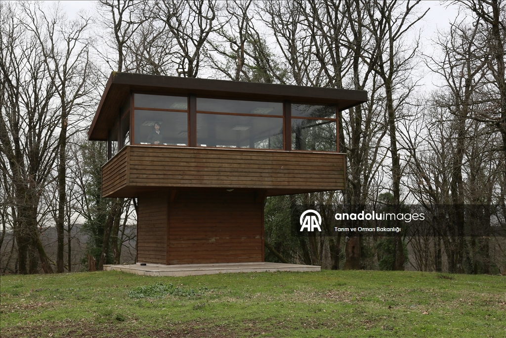 من الإكثار إلى الطبيعة.. مركز تركي يحمي الأيائل الحمراء