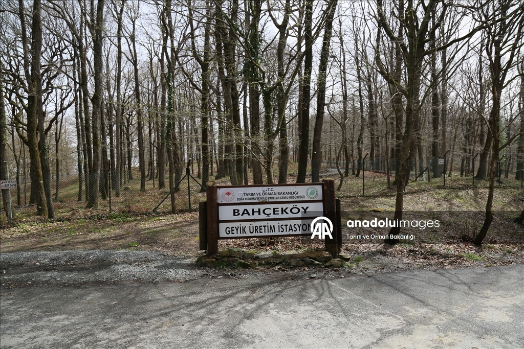 من الإكثار إلى الطبيعة.. مركز تركي يحمي الأيائل الحمراء