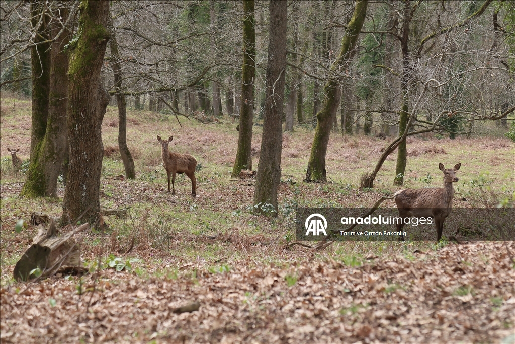 من الإكثار إلى الطبيعة.. مركز تركي يحمي الأيائل الحمراء