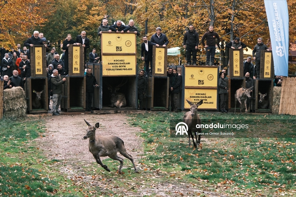 من الإكثار إلى الطبيعة.. مركز تركي يحمي الأيائل الحمراء