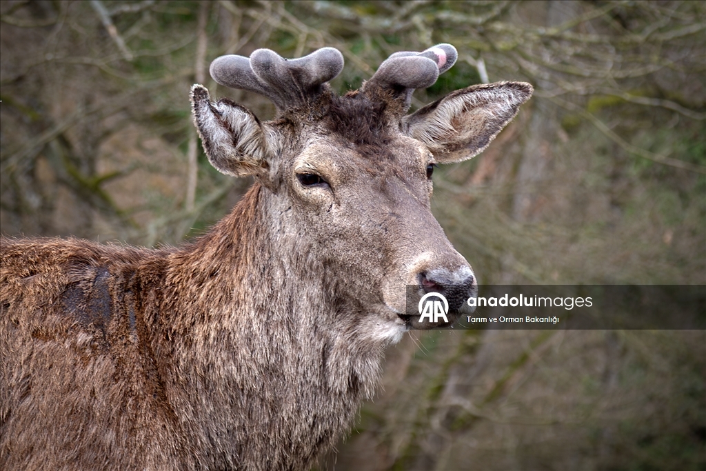 من الإكثار إلى الطبيعة.. مركز تركي يحمي الأيائل الحمراء