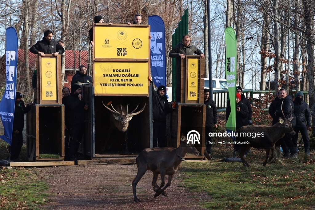 من الإكثار إلى الطبيعة.. مركز تركي يحمي الأيائل الحمراء