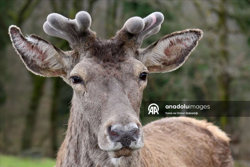 من الإكثار إلى الطبيعة.. مركز تركي يحمي الأيائل الحمراء