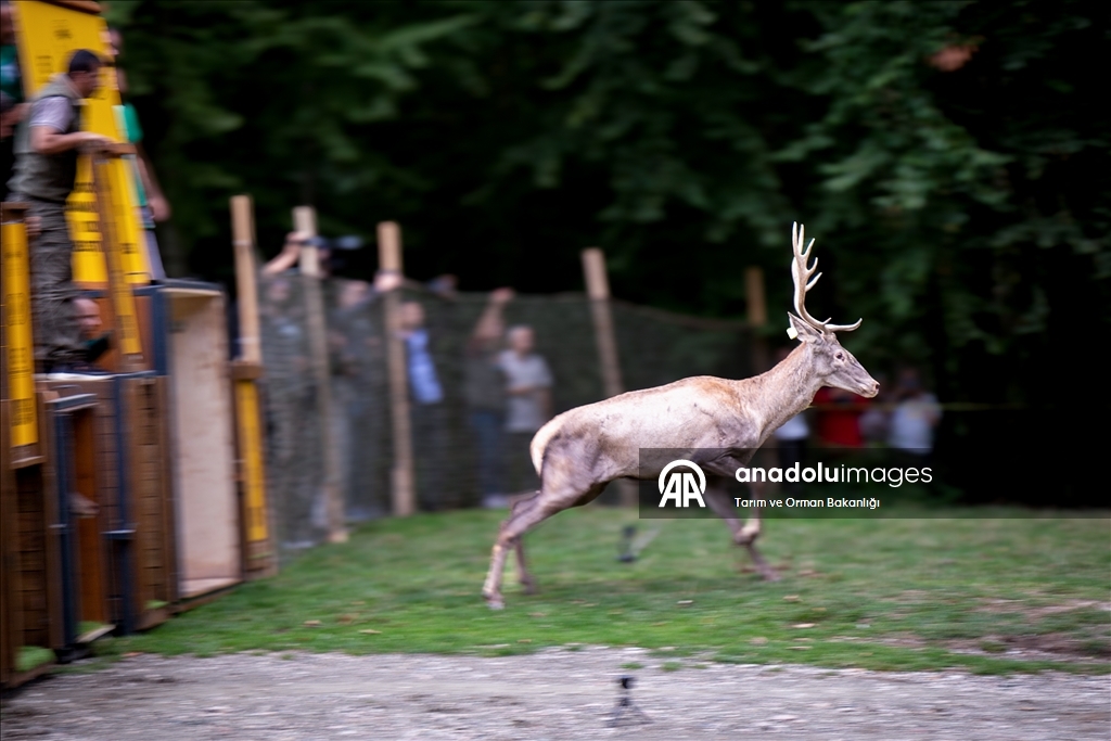 من الإكثار إلى الطبيعة.. مركز تركي يحمي الأيائل الحمراء