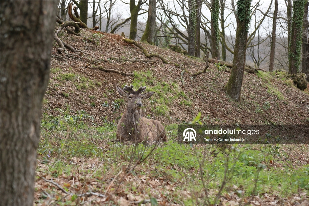 من الإكثار إلى الطبيعة.. مركز تركي يحمي الأيائل الحمراء