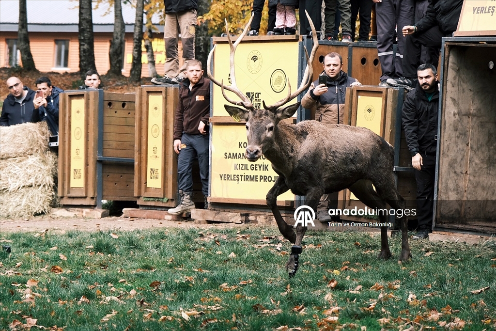 من الإكثار إلى الطبيعة.. مركز تركي يحمي الأيائل الحمراء