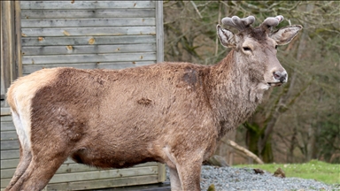 Nesli tehlike altındaki kızıl geyikler İstanbul'da koruma altında çoğaltılıyor