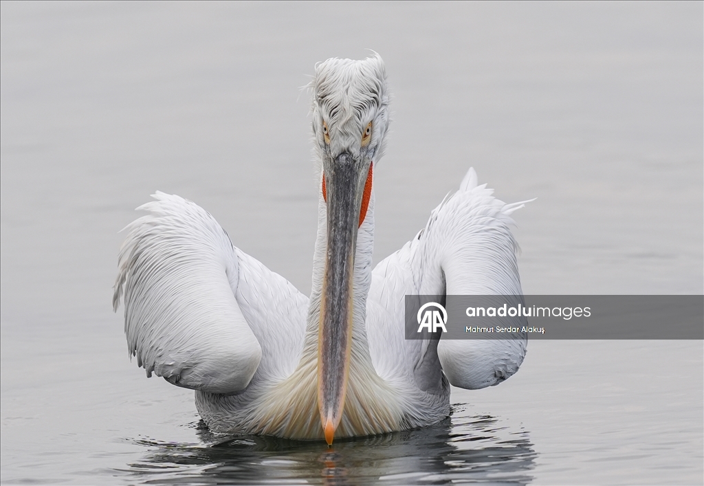 İzmir Körfezi'nin misafirleri: Tepeli pelikanlar