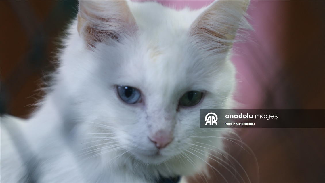 Koruma altındaki Van kedileri bu yıl 120 yavru doğurdu