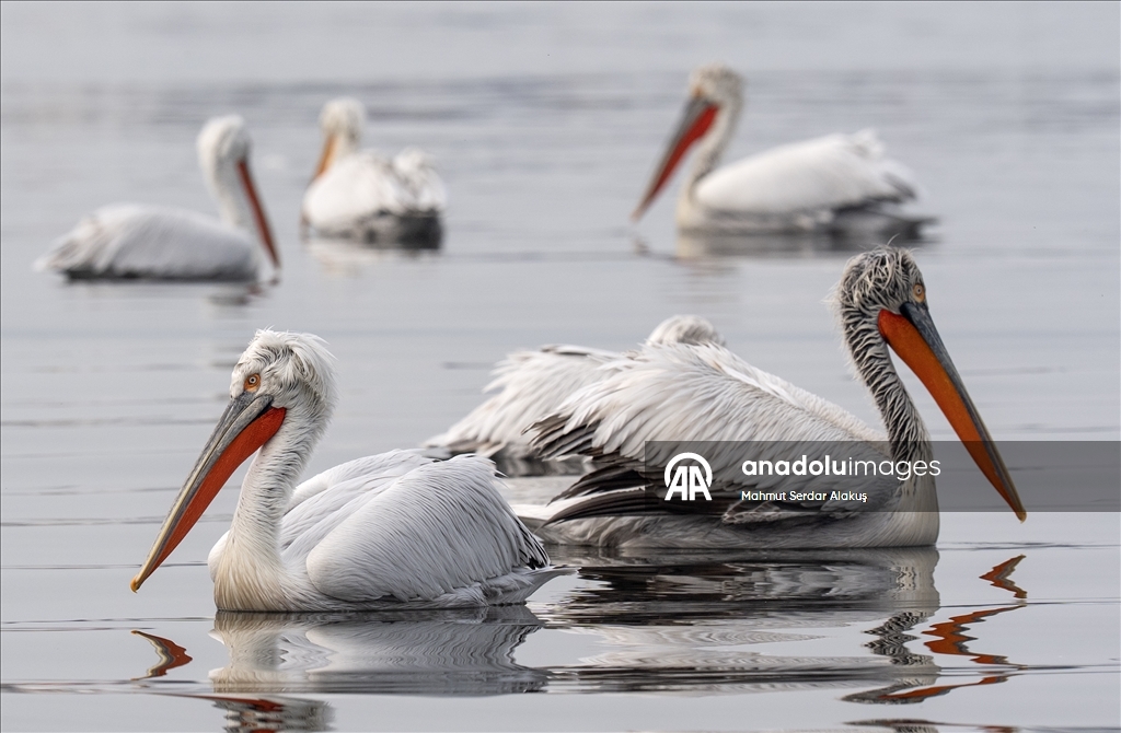 İzmir Körfezi'nin misafirleri: Tepeli pelikanlar
