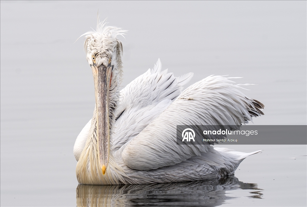 İzmir Körfezi'nin misafirleri: Tepeli pelikanlar