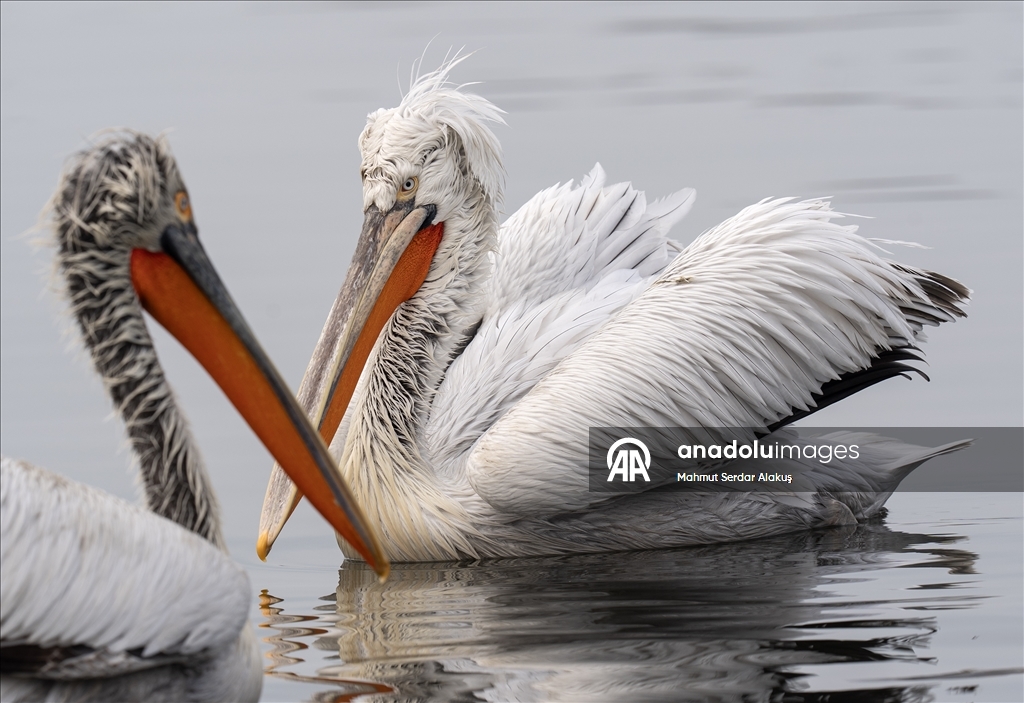 İzmir Körfezi'nin misafirleri: Tepeli pelikanlar