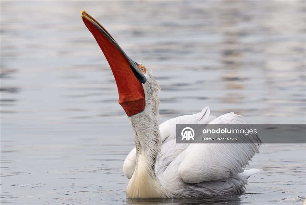İzmir Körfezi'nin misafirleri: Tepeli pelikanlar