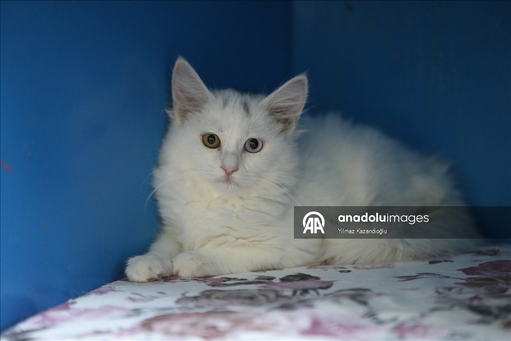 Koruma altındaki Van kedileri bu yıl 120 yavru doğurdu