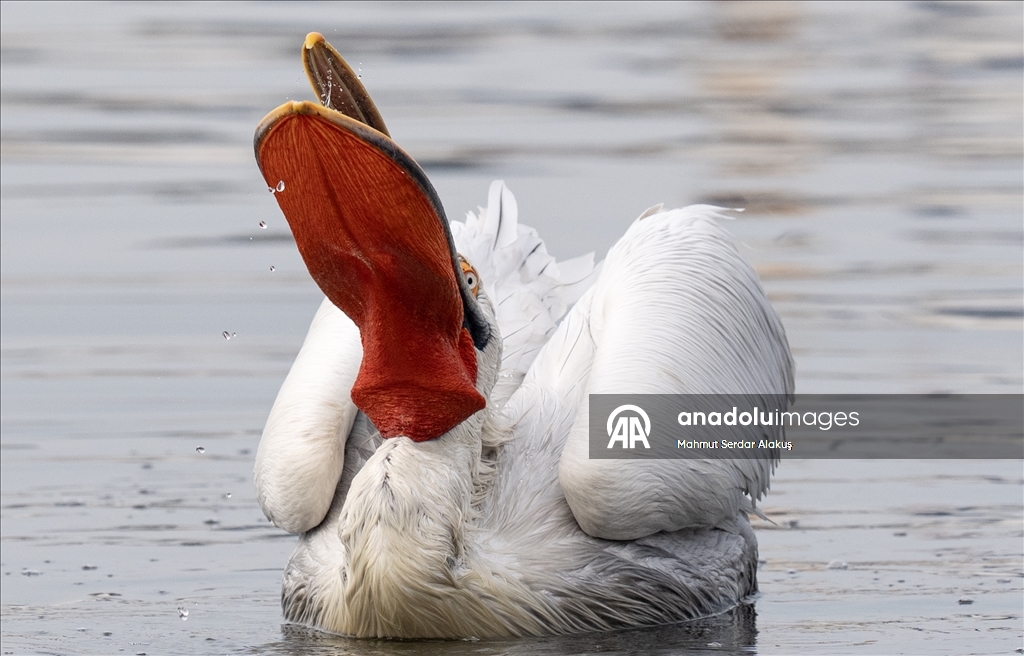 İzmir Körfezi'nin misafirleri: Tepeli pelikanlar