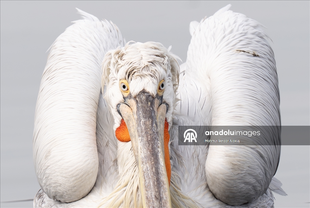 İzmir Körfezi'nin misafirleri: Tepeli pelikanlar