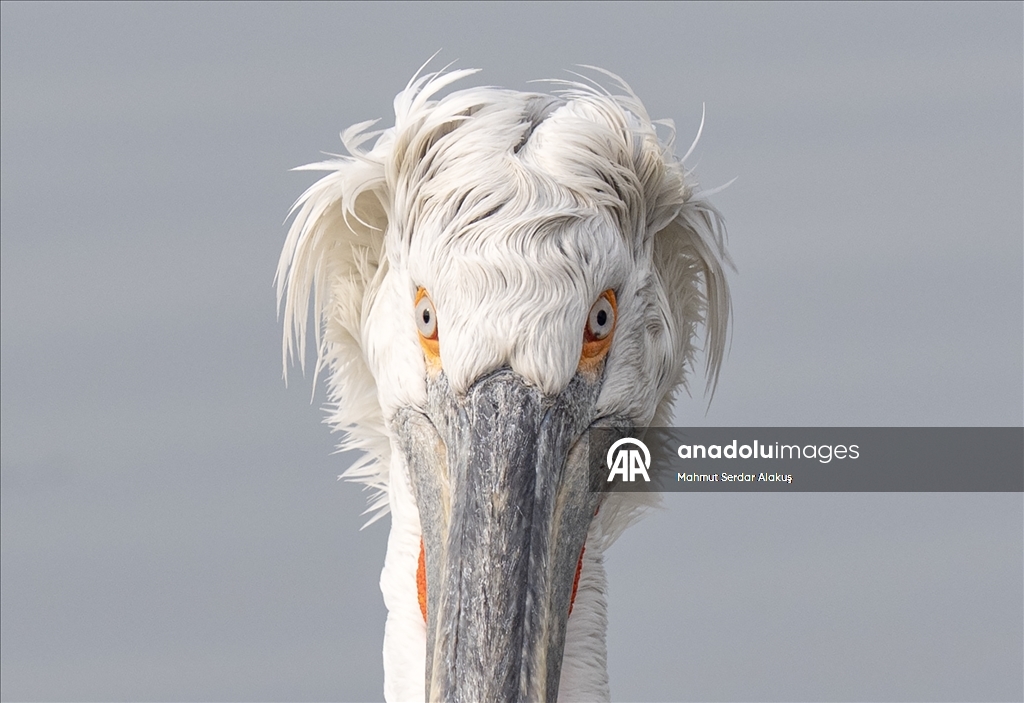 İzmir Körfezi'nin misafirleri: Tepeli pelikanlar