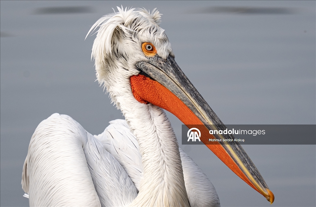 İzmir Körfezi'nin misafirleri: Tepeli pelikanlar
