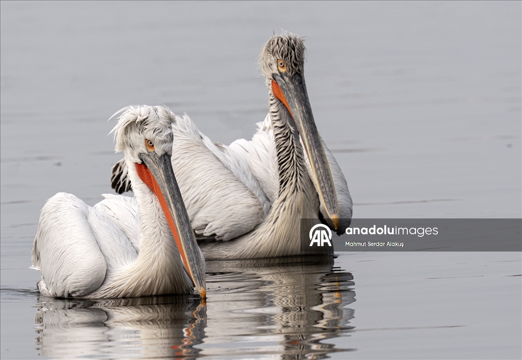 İzmir Körfezi'nin misafirleri: Tepeli pelikanlar