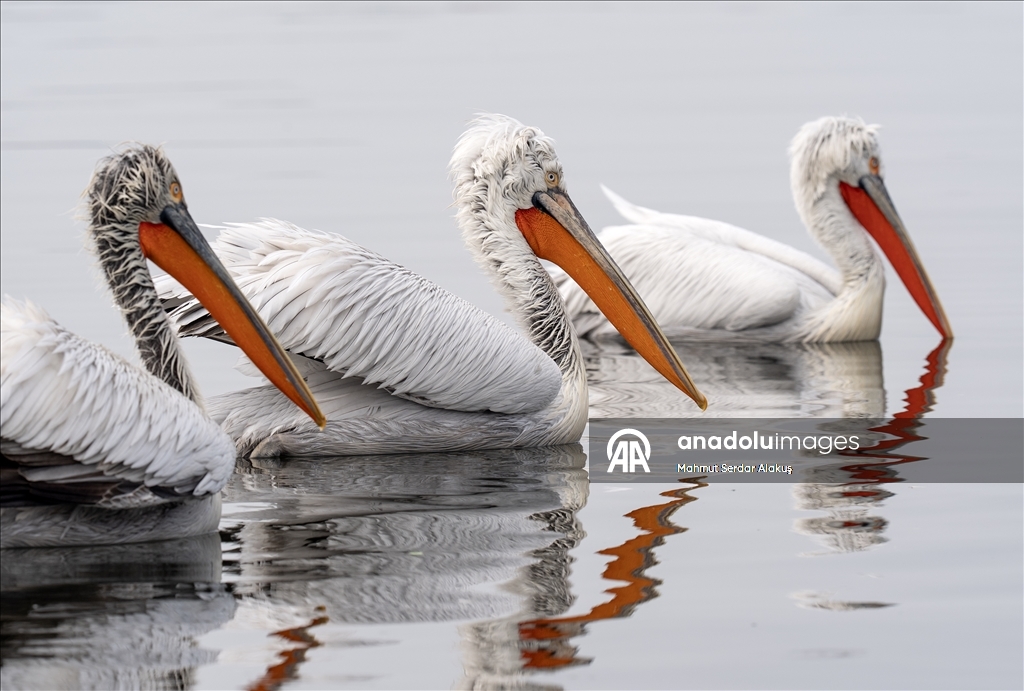 İzmir Körfezi'nin misafirleri: Tepeli pelikanlar