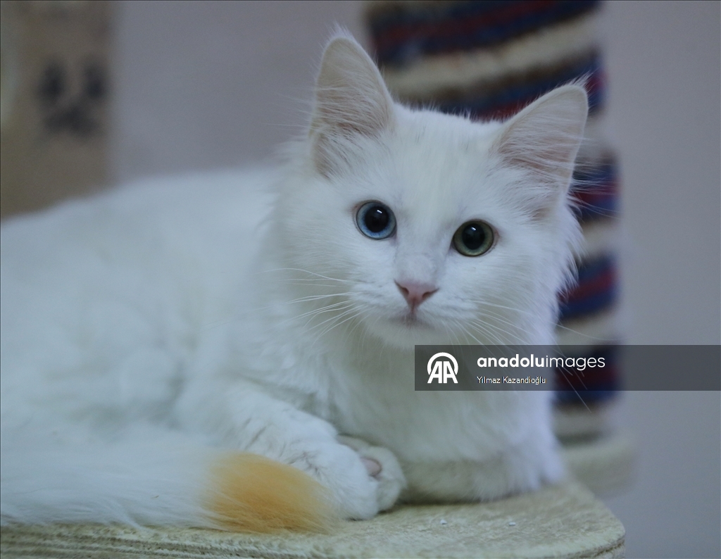 Koruma altındaki Van kedileri bu yıl 120 yavru doğurdu