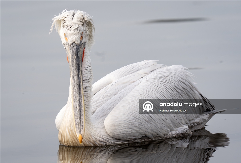 İzmir Körfezi'nin misafirleri: Tepeli pelikanlar