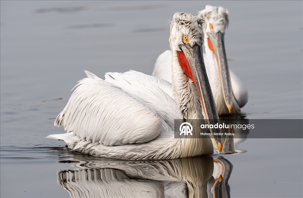 İzmir Körfezi'nin misafirleri: Tepeli pelikanlar
