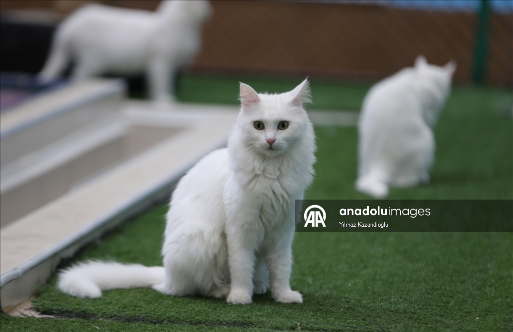 Koruma altındaki Van kedileri bu yıl 120 yavru doğurdu