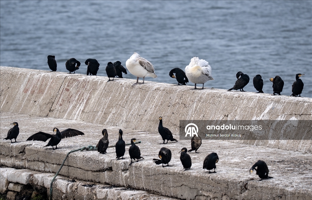 İzmir Körfezi'nin misafirleri: Tepeli pelikanlar