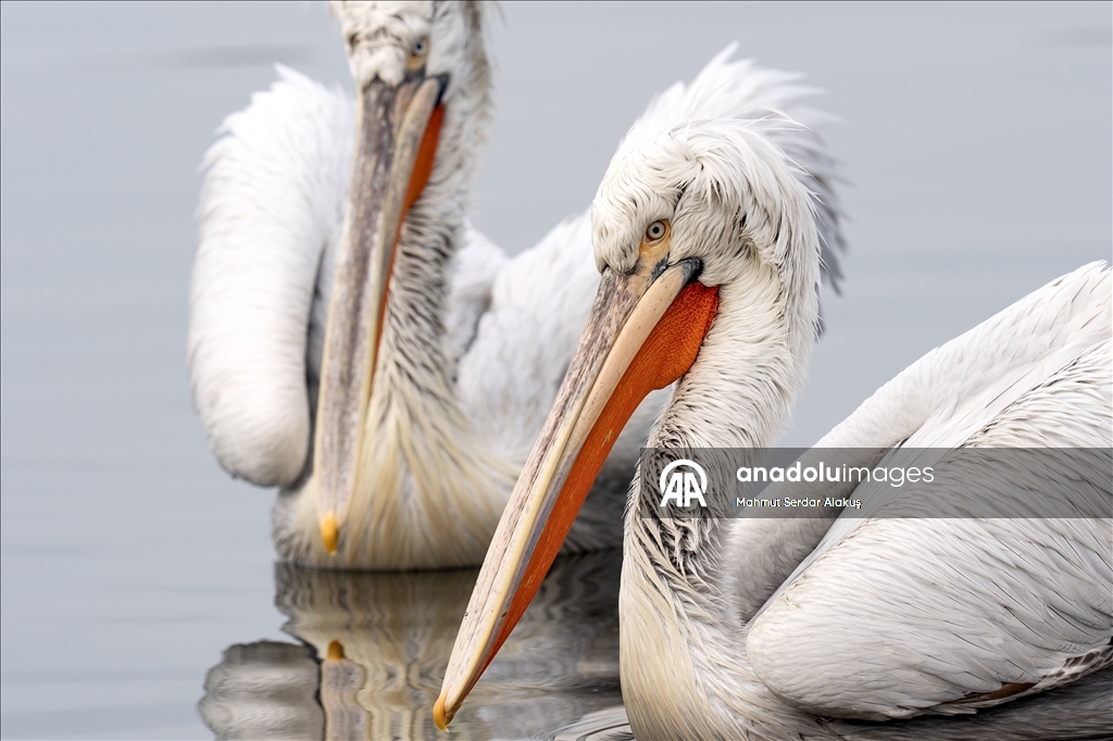İzmir Körfezi'nin misafirleri: Tepeli pelikanlar