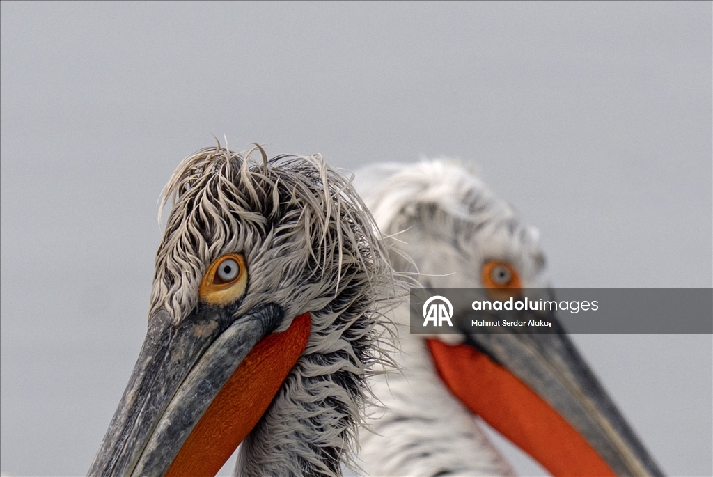 İzmir Körfezi'nin misafirleri: Tepeli pelikanlar