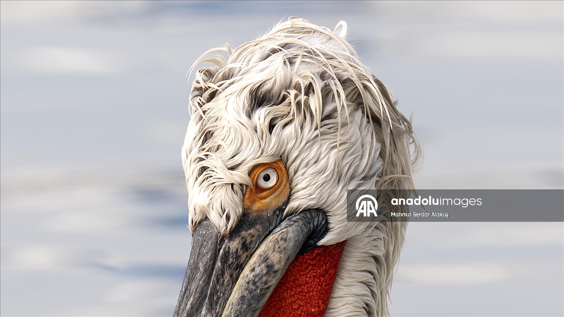 İzmir Körfezi'nin misafirleri: Tepeli pelikanlar