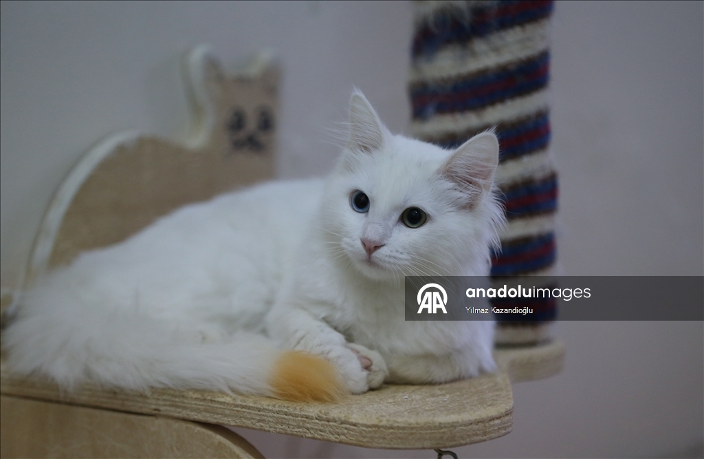 Koruma altındaki Van kedileri bu yıl 120 yavru doğurdu