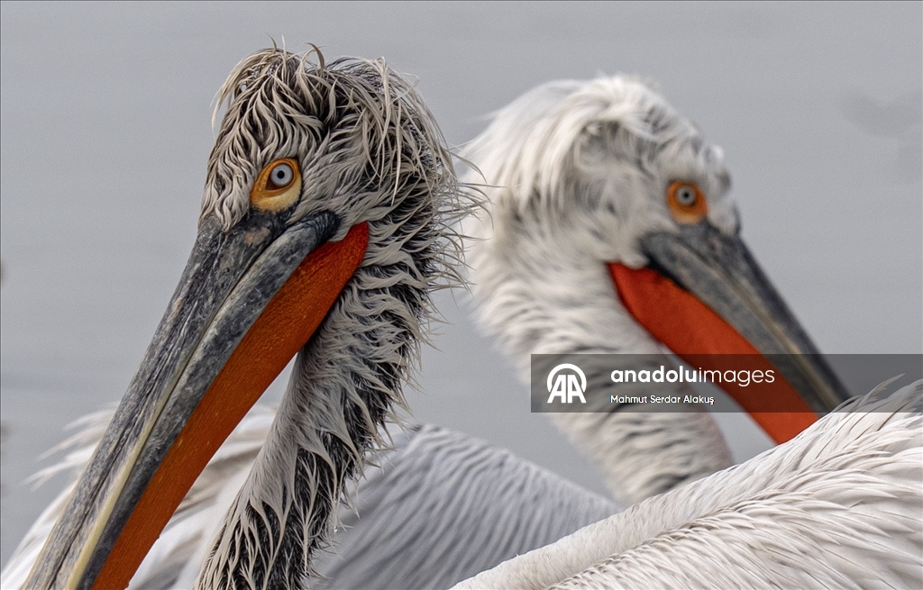 İzmir Körfezi'nin misafirleri: Tepeli pelikanlar
