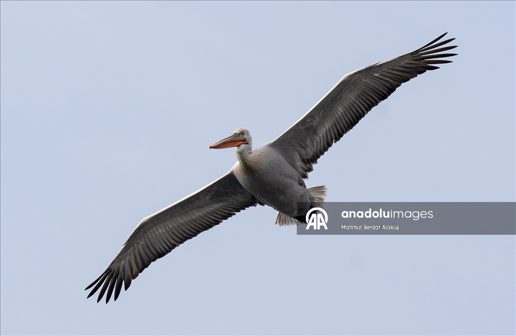 İzmir Körfezi'nin misafirleri: Tepeli pelikanlar
