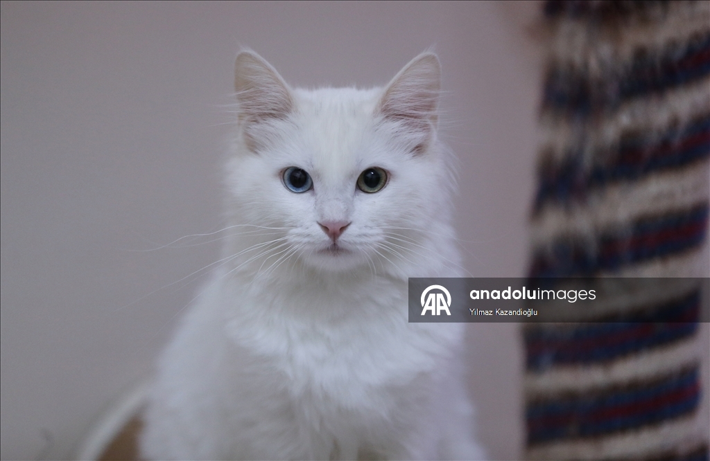 Koruma altındaki Van kedileri bu yıl 120 yavru doğurdu