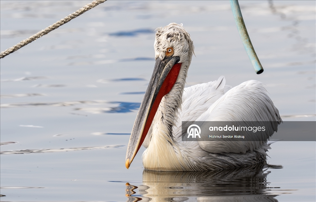 İzmir Körfezi'nin misafirleri: Tepeli pelikanlar
