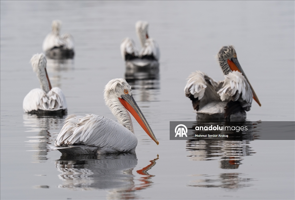 İzmir Körfezi'nin misafirleri: Tepeli pelikanlar