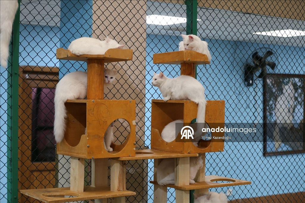 Koruma altındaki Van kedileri bu yıl 120 yavru doğurdu